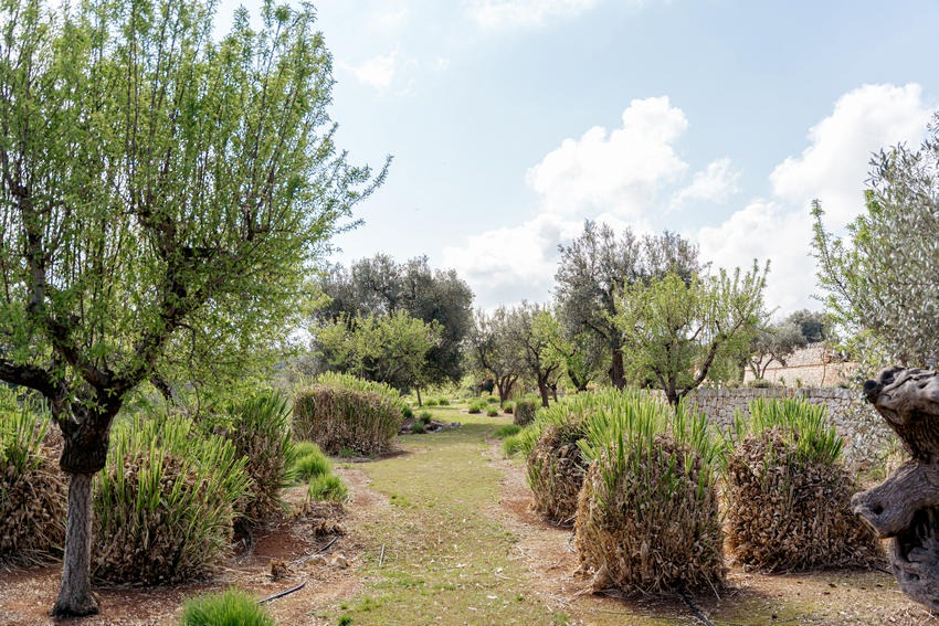 Airstream Petrarolo garden with olive trees