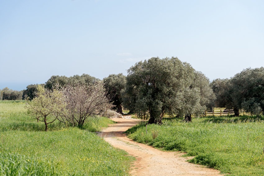 Petrarolo Estate with Masseria and surrounding nature